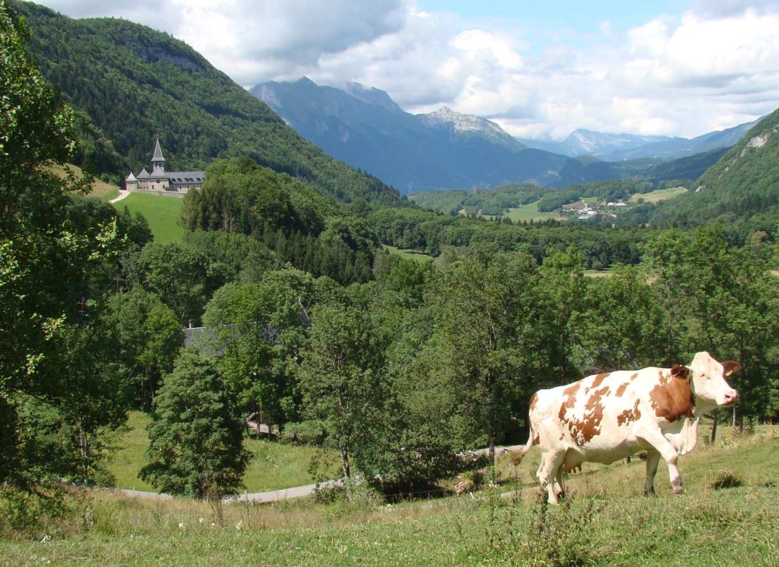Vache broutant dans les champs Glaces & Cows devant l'Abbaye de Tamié