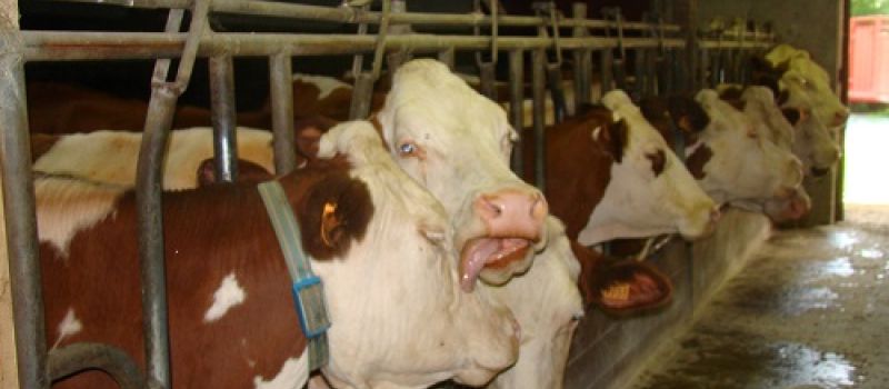 Vaches dans l'étable de la ferme Glaces & Cows