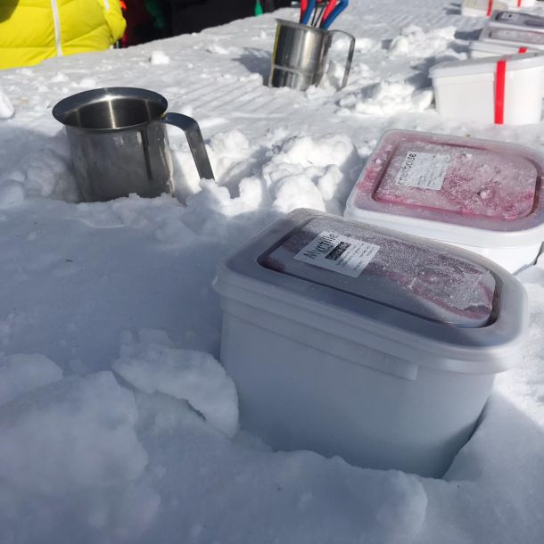 Des Glaces & Cows sur le glacier