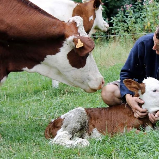 article presse nicolas depeyre glaces n cows