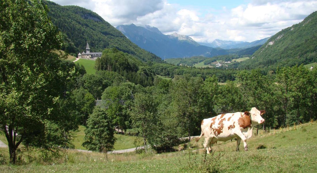 Vache broutant dans les champs Glaces & Cows devant l'Abbaye de Tamié